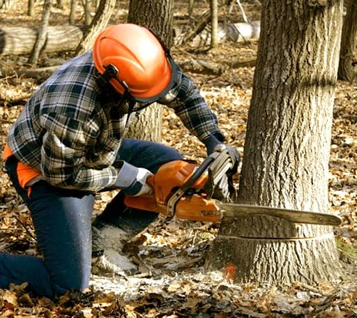 Tree Removal in Burlington, TX